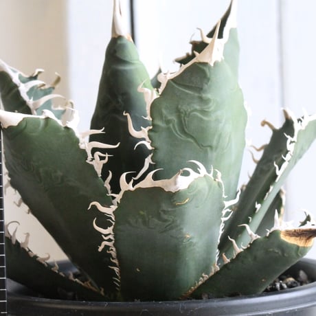 チタノタ　アガベ　4点セット　ハイブリッド　寛葉　ジャガー　ホワイトシャーク チタノタ アガベ 4点セット ハイブリッド 寛葉 ジャガー