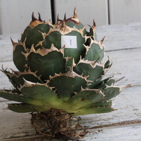 Agave titanota Jupiter