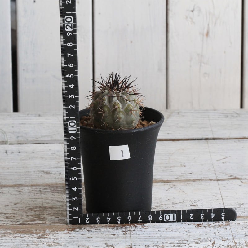 コピアポア シネレア 黒王丸 実生① | hanayoshi-botanical コピアポア シネレア 黒王丸 実生① | hanayoshi-botanical