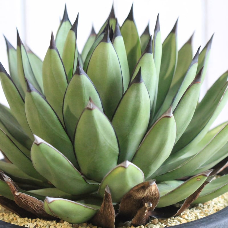Agave Royal Spine アガベ・ロイヤルスピン | hanayoshi-botan
