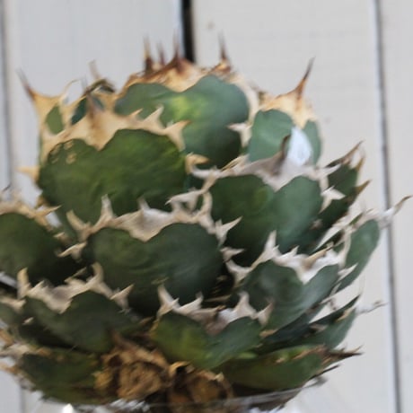 Agave titanota Jupiter