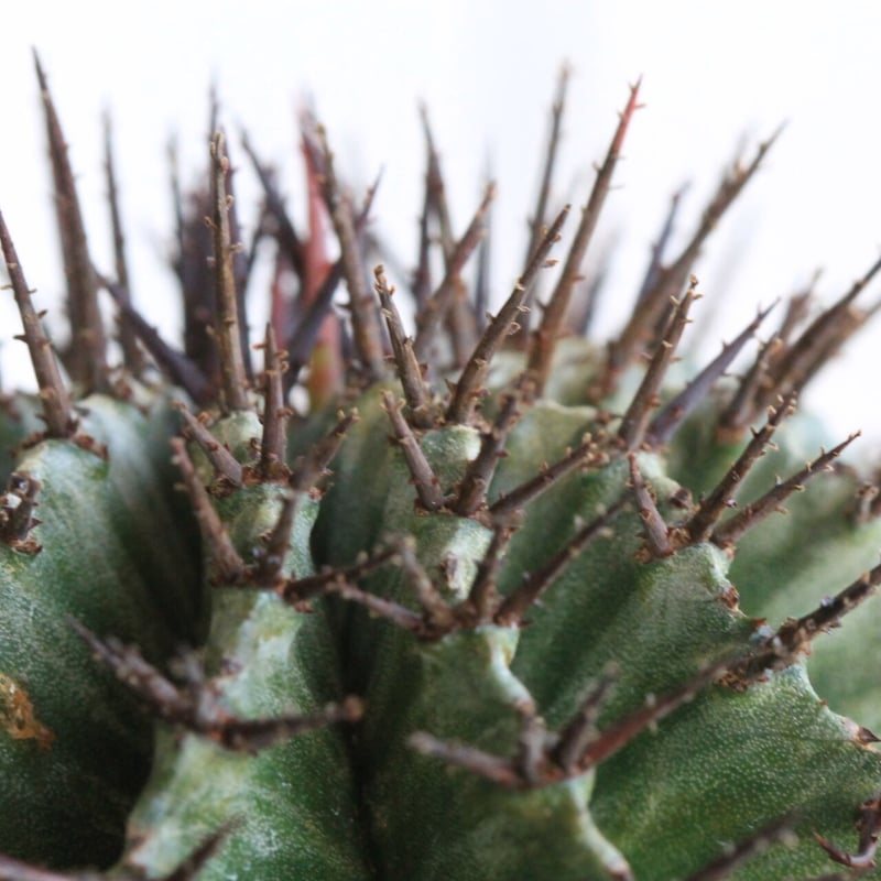 ユーフォルビア ホリダ ストリアータ（実生・選） | hanayoshi-botanical