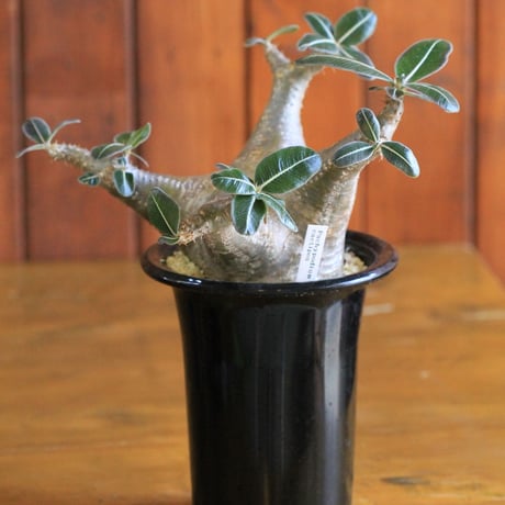 pachypodium cactipes パキポディウム　カクティペス
