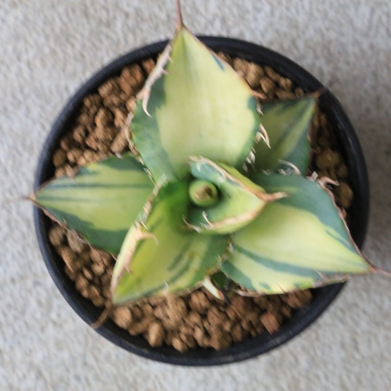 アガベ チタノタ錦 | hanayoshi-botanical