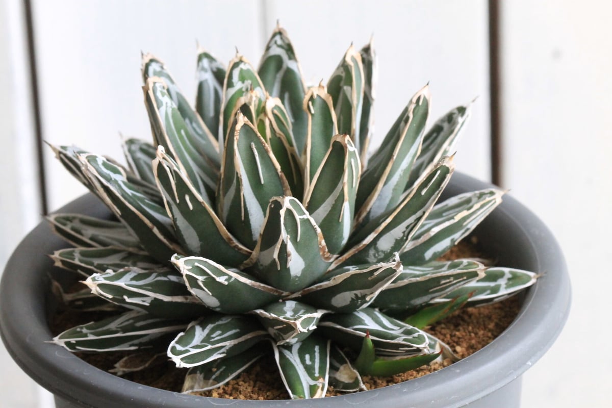 アガベ 爪白姫笹の雪 | hanayoshi-botanical