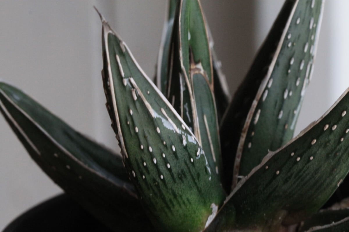 アガベ ピンチラ | hanayoshi-botanical