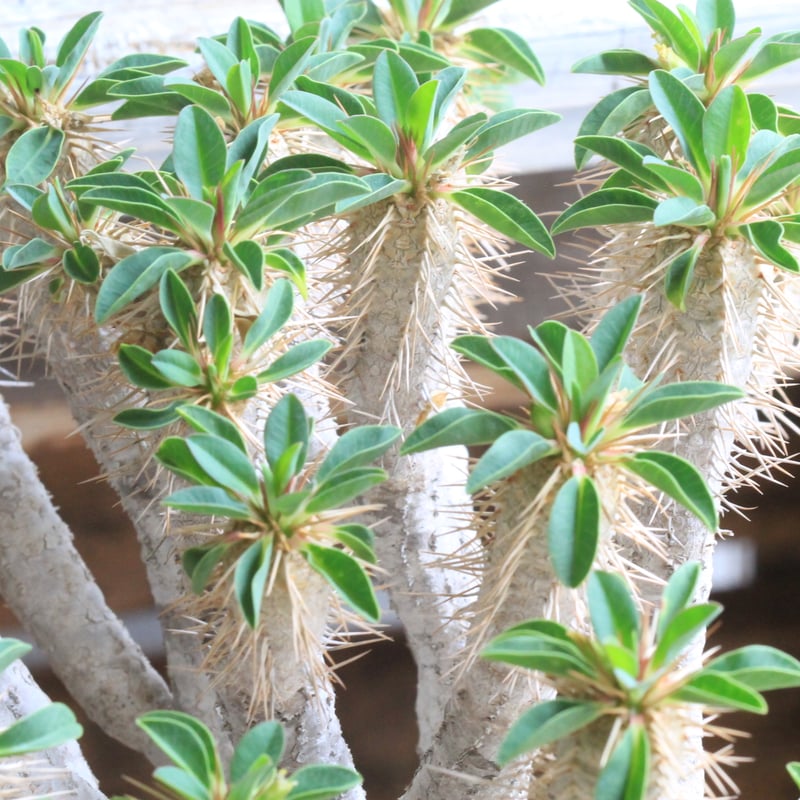 ユーフォルビア ギラウミニアナ | hanayoshi-botanical