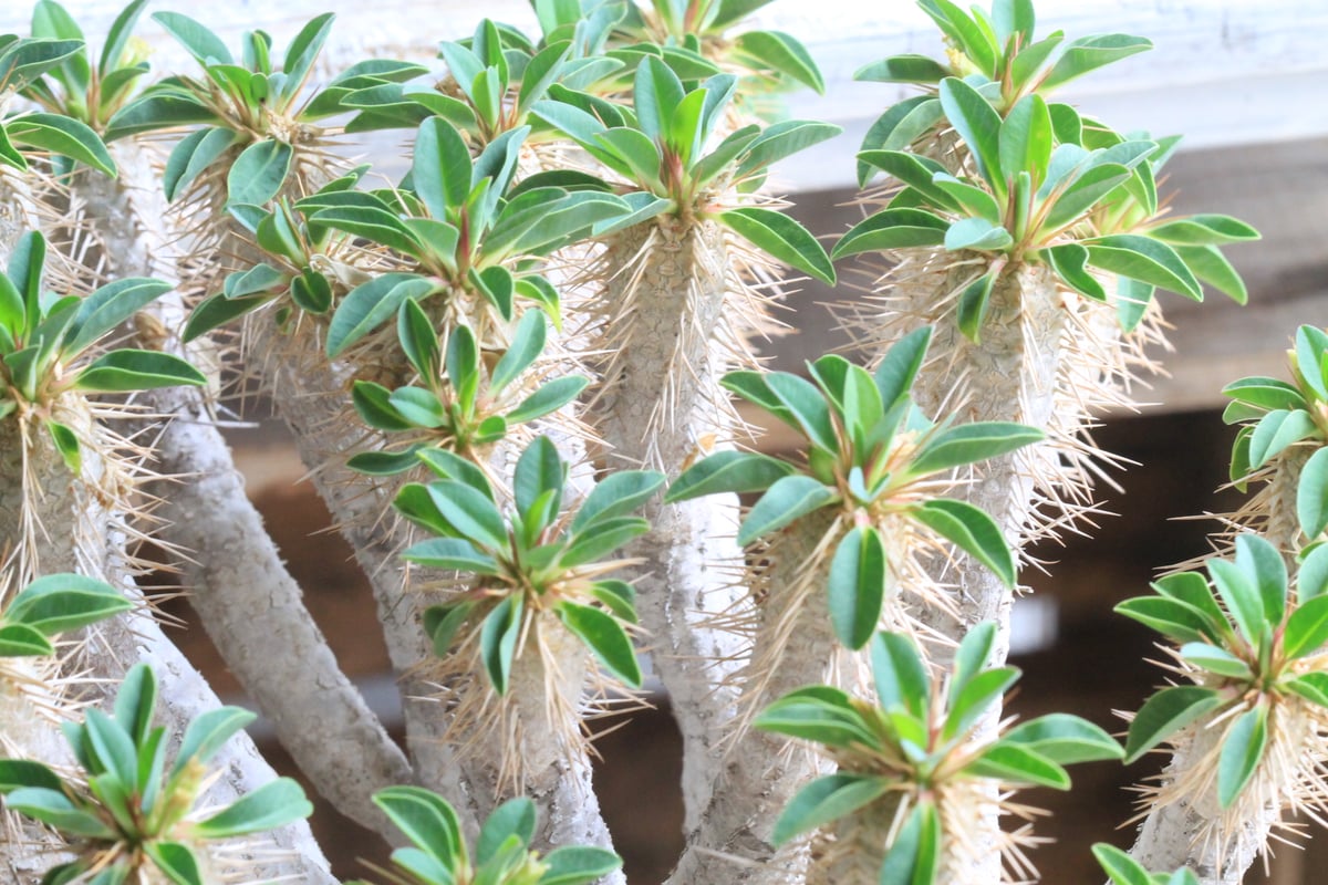 特大ユーフォルビア　ギラウミニアナ ユーフォルビア・ギラウミニアナ – linkplants -リンクプランツ-