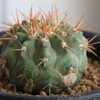 コピアポア シネレア コルムナアルバ 弧竜丸（実生） | hanayoshi