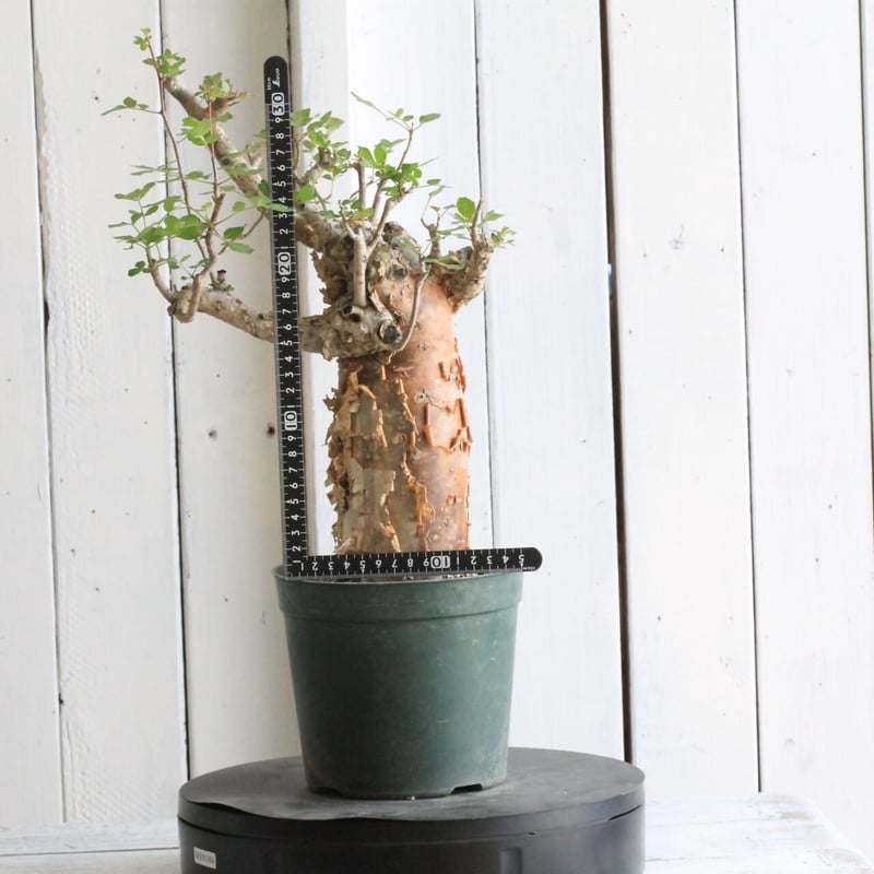 ブルセラ ファガロイデス 現品 現品限り】ブルセラ・ファガロイデス【S46】 Bursera fagaroides