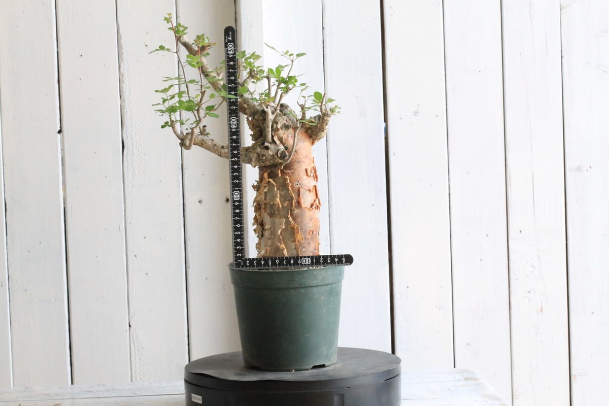 ブルセラ ファガロイデス | hanayoshi-botanical ブルセラ ファガロイデス | hanayoshi-botanical