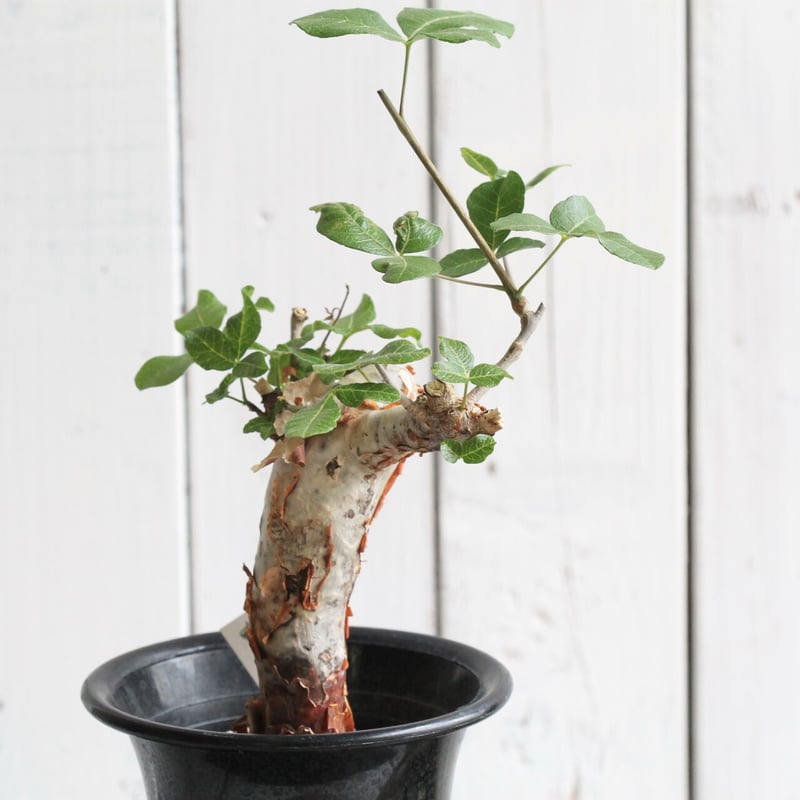 bon25コミフォラ　オルビクラリス　② bon25コミフォラ オルビクラリス ② コミフォラ オルビクラリス