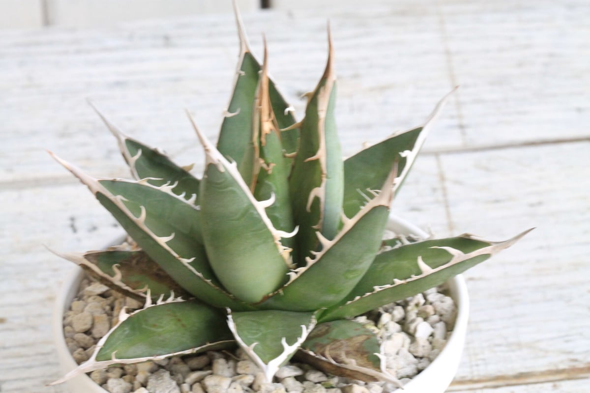 アガベ　帝釈天　覆輪　希少レア株 アガベ 帝釈天 | hanayoshi-botanical