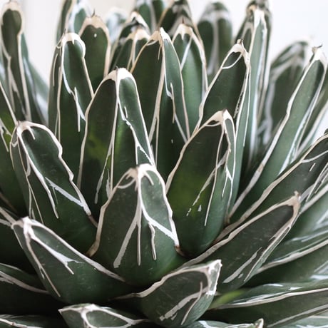 Agave 特選笹の雪