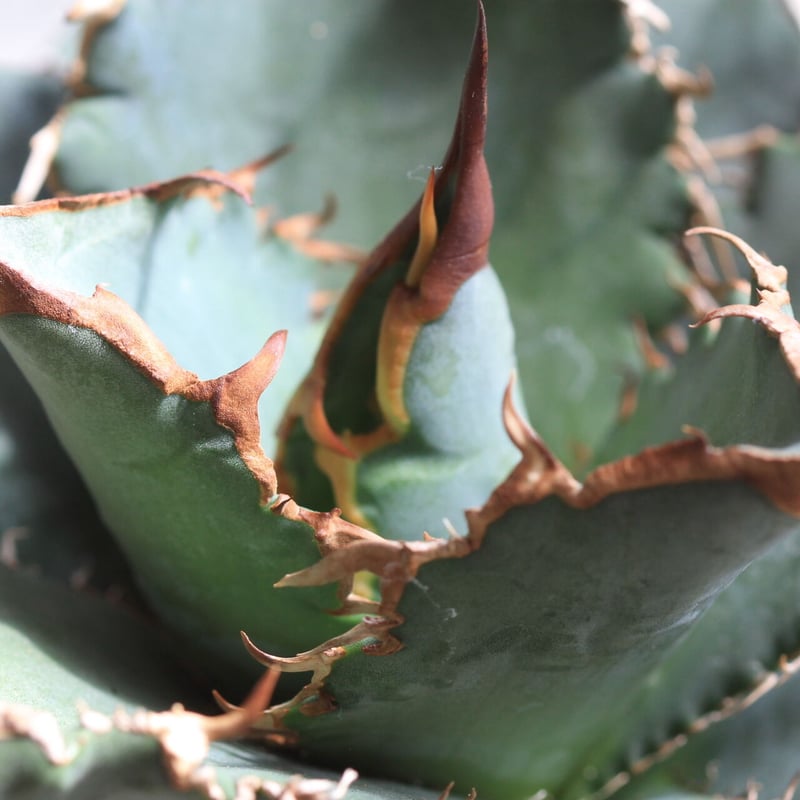 【大株】アガベ　チタノタ　厳龍錦　発根済み大株 大株】アガベ チタノタ 厳龍錦 発根済み大株