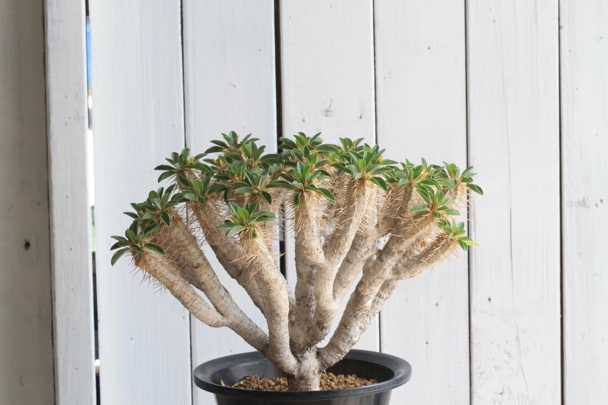 特大ユーフォルビア　ギラウミニアナ ユーフォルビア・ギラウミニアナ / 盆栽、多肉植物、塊根植物