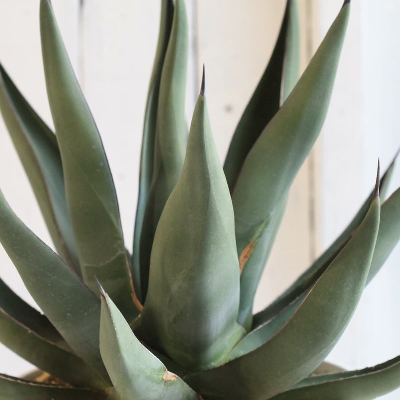 Agave シャークスキン | hanayoshi-botanical Agave シャークスキン | hanayoshi-botanical