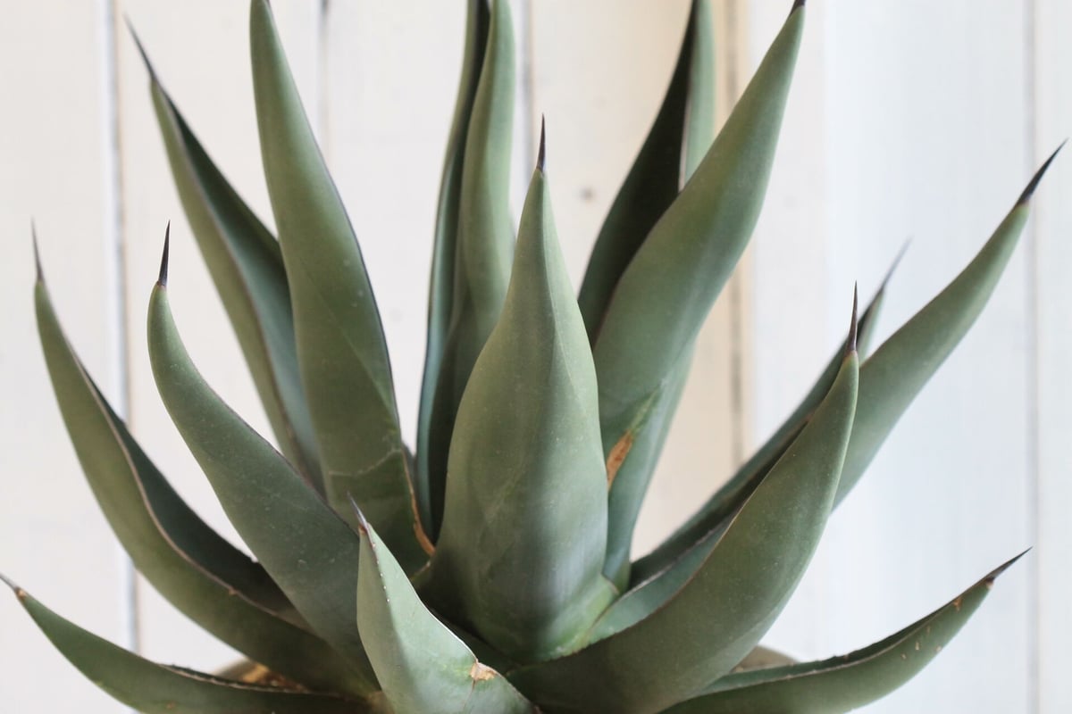 多肉植物　アガベ　シャークスキン　抜き苗 アガベ シャークスキン Agave Sharkskin | mana's farm:塊根植物