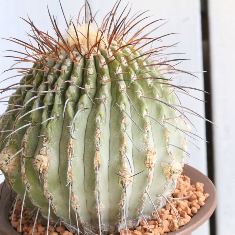 コピアポア ディアルバータ 黒士冠 (現地球) | hanayoshi-botanical