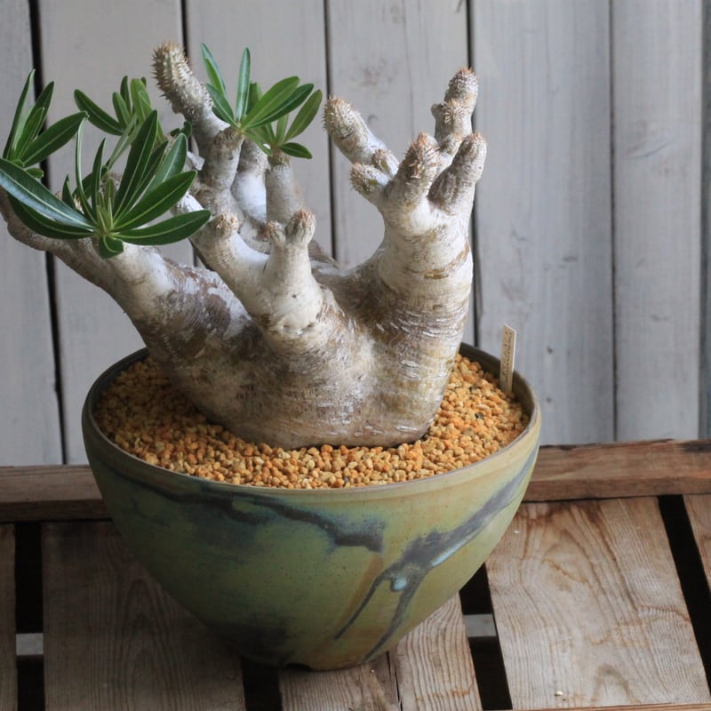 イノピナツム 大 現地球 最終値引】〜6/1迄 パキポディウム イノピナツム 現地球 大株