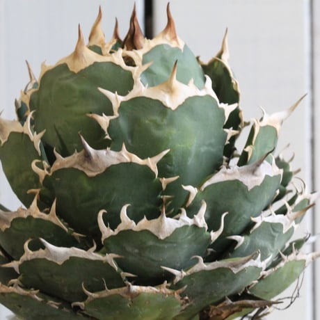 Agave titanota Jupiter