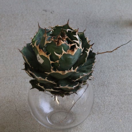 Agave titanota Jupiter
