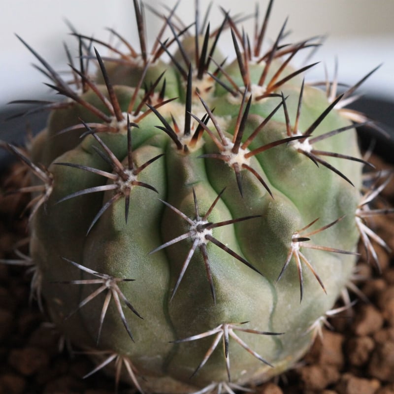 コピアポア マレッティアナ | hanayoshi-botanical