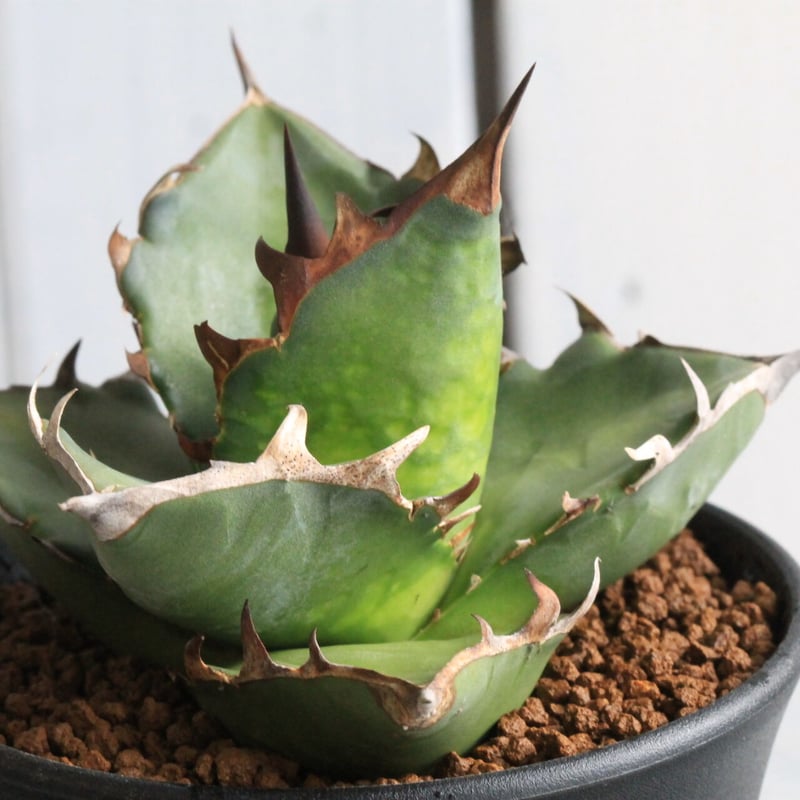 アガベ チタノタ FO76 特チェーンタイプ | hanayoshi-botanical