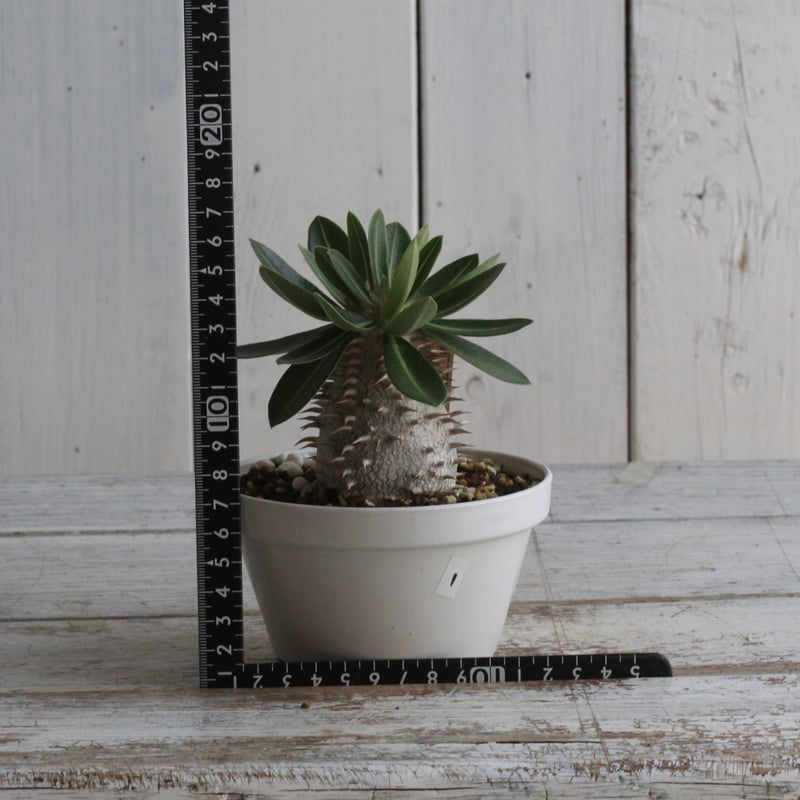 パキポディウム タッキー×レウコキサンツム　ハイブリッド パキポディウム レウコキサンツム×タッキー① | hanayoshi-botanical