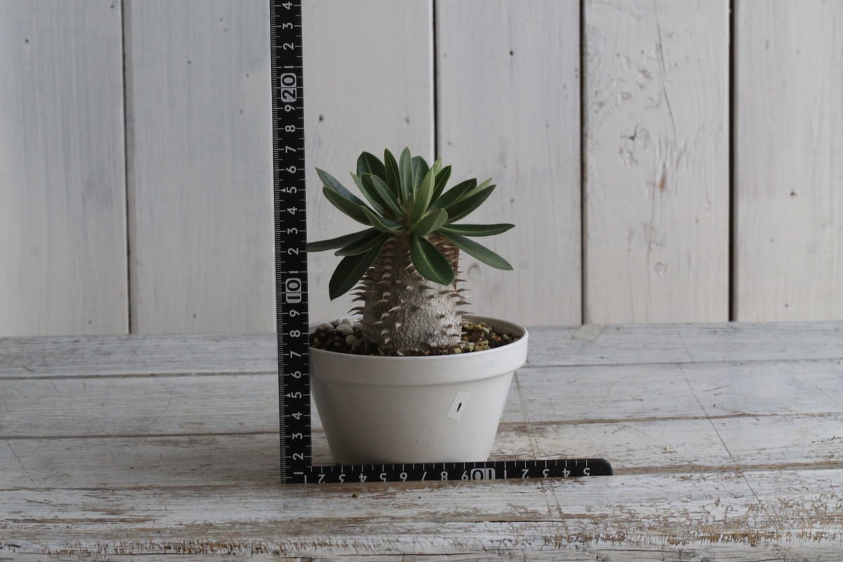 パキポディウム レウコキサンツム×タッキー① | hanayoshi-botanical