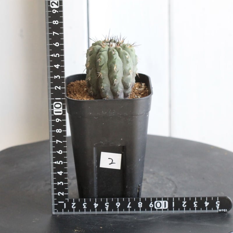 Copiapoa アルティコスタータ　実生株 Copiapoa alticostata【コピアポア・アルチコスタータ・実生
