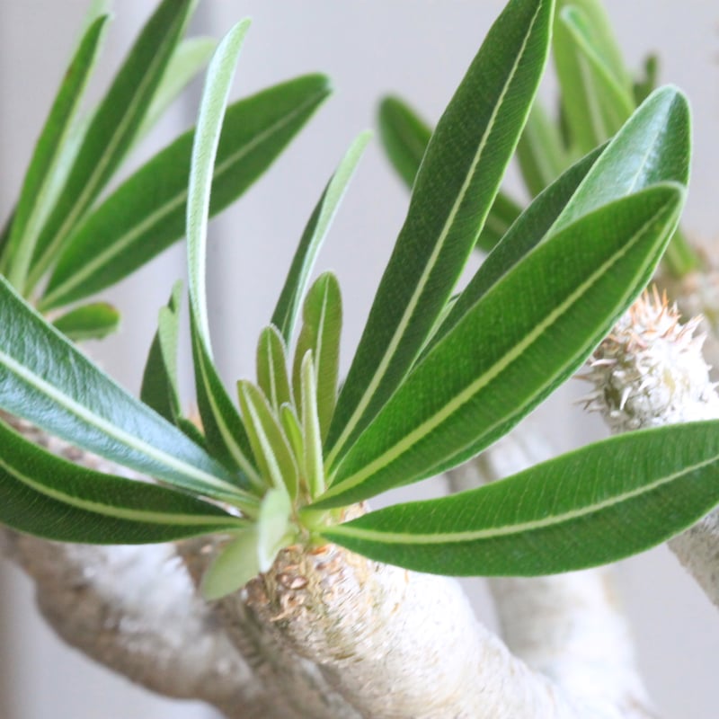 パキポディウム イノピナツム yaji²ポット | hanayoshi-botanical