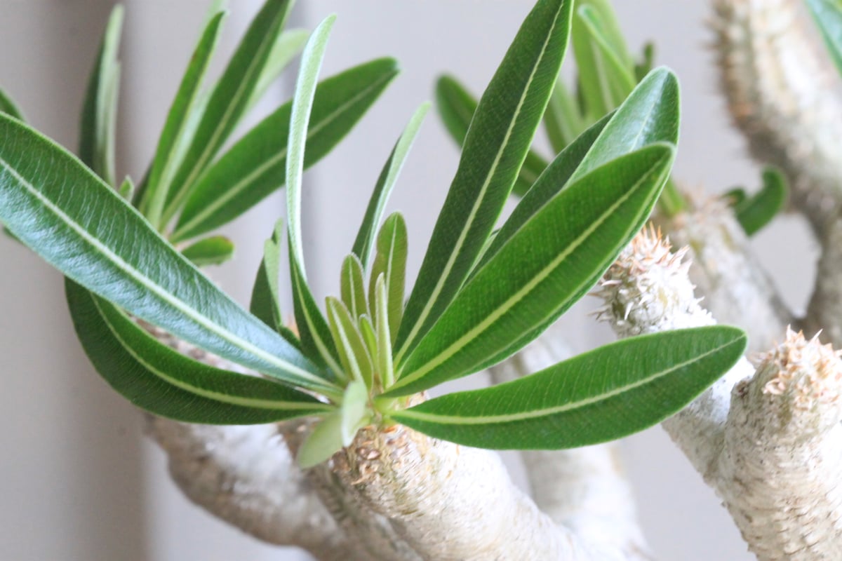 パキポディウム イノピナツム yaji²ポット | hanayoshi-botanical