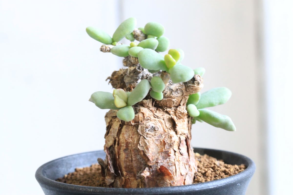 ケラリアピグマエア×RAW LIFE FACTORY RLF 角鷹 発根済み 【公式通販】