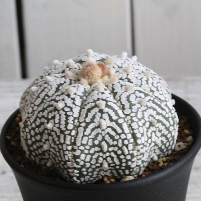 アストロフィツム スーパー兜 | hanayoshi-botanical