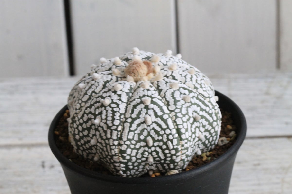 アストロフィツム スーパー兜 | hanayoshi-botanical