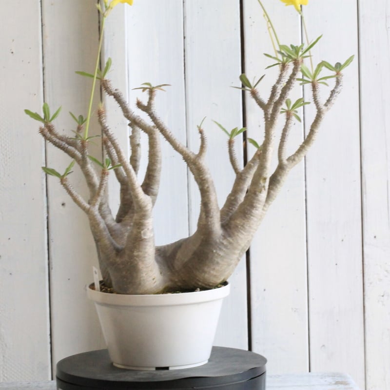 パキポディウム マカイエンセ | hanayoshi-botanical