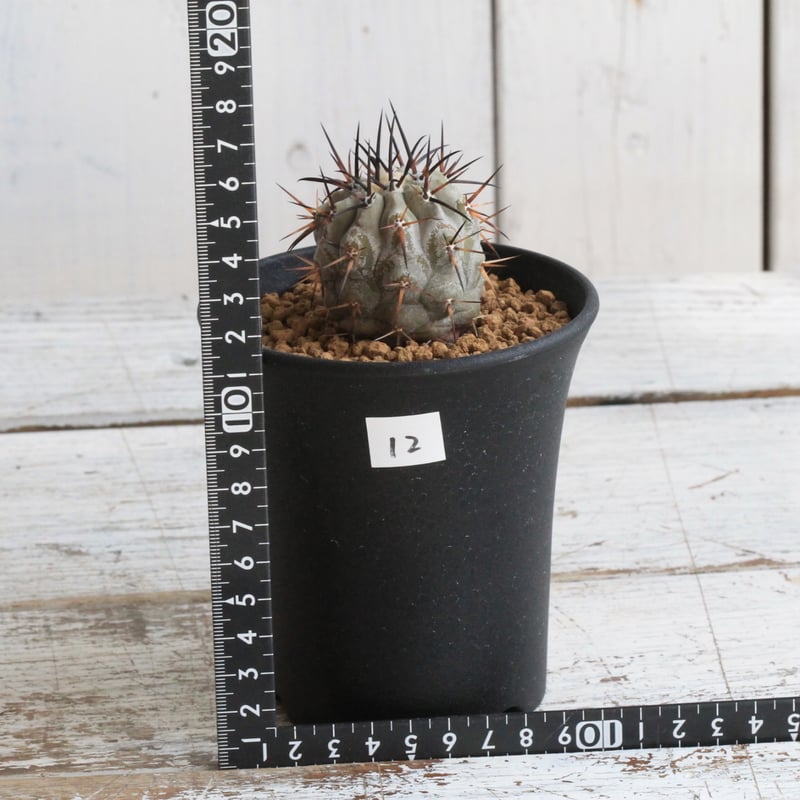 黒王丸 バリエム