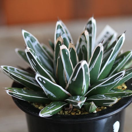 agave victoriae-reginae 姫笹の雪