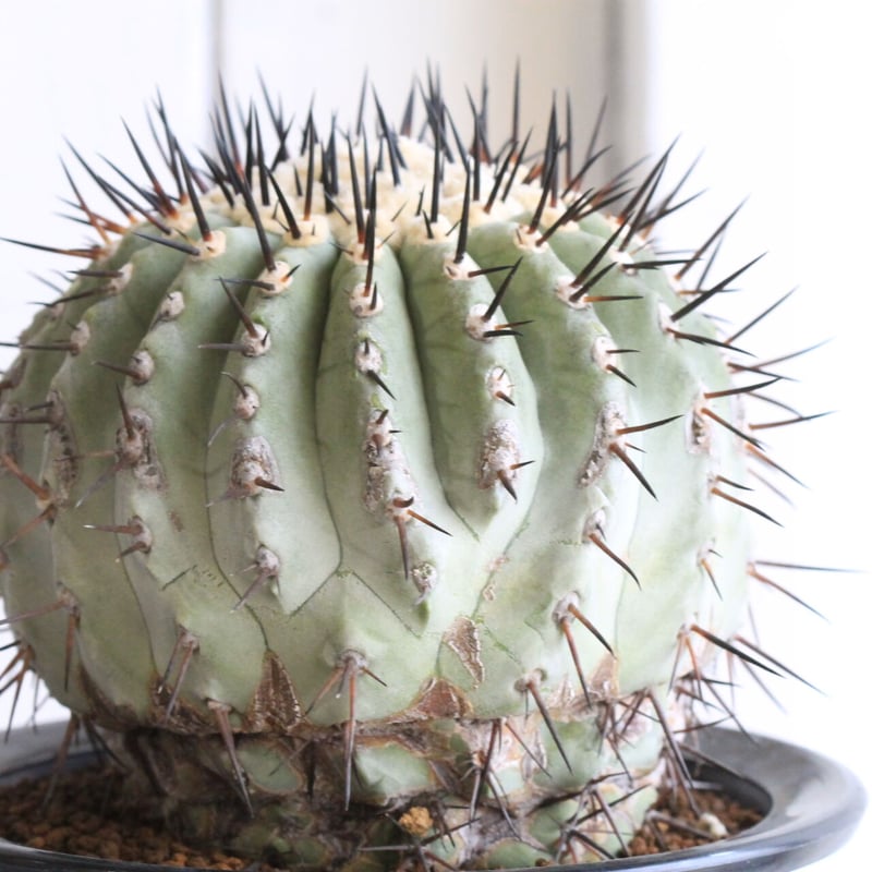 美株 黒王丸　子株20個以上 コピアポア 台付 d5b8a4a29d3ee2b5353072d45a7630