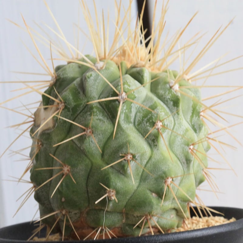 コピアポア ギガンティア | hanayoshi-botanical