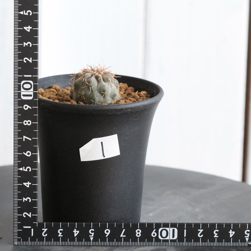 コルムナアルバ 実生 鉢植えメルカリ便送料込み コピアポア コルムナ アルバ（実生） | hanayoshi-botanical