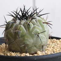 コピアポア　シネレア　黒王丸　実生③