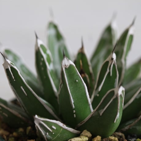 Agave 児玉笹の雪