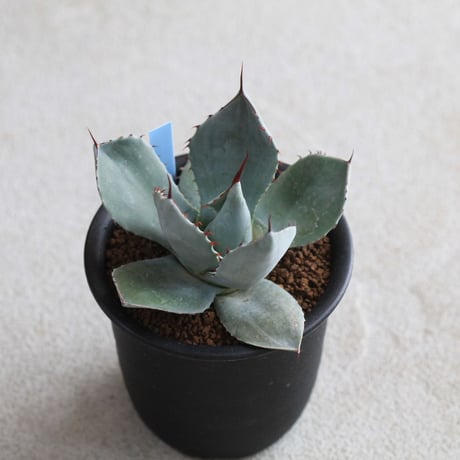 Agave parry v. truncata