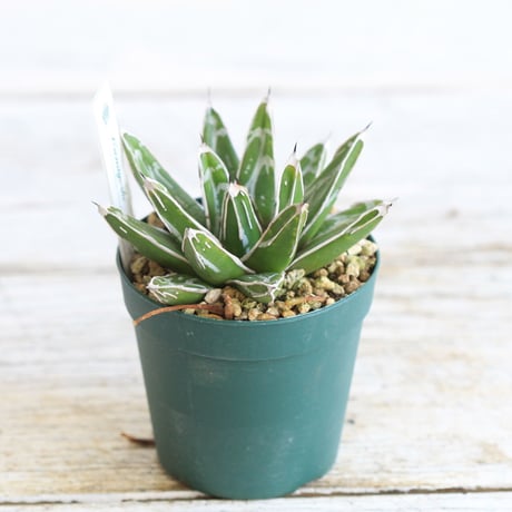 Agave 児玉姫笹の雪