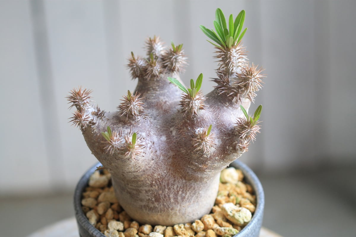 パキポディウム ブレビカリックス | hanayoshi-botanical パキポディウム ブレビカリックス | hanayoshi-botanical