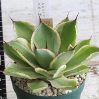 アガベ 吉祥天錦 | hanayoshi-botanical