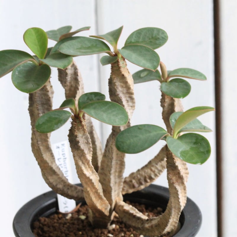 ユーフォルビア アウレオビリディフォリア 多頭 ユーフォルビア アウレオビリディフォリア 多頭 isla del