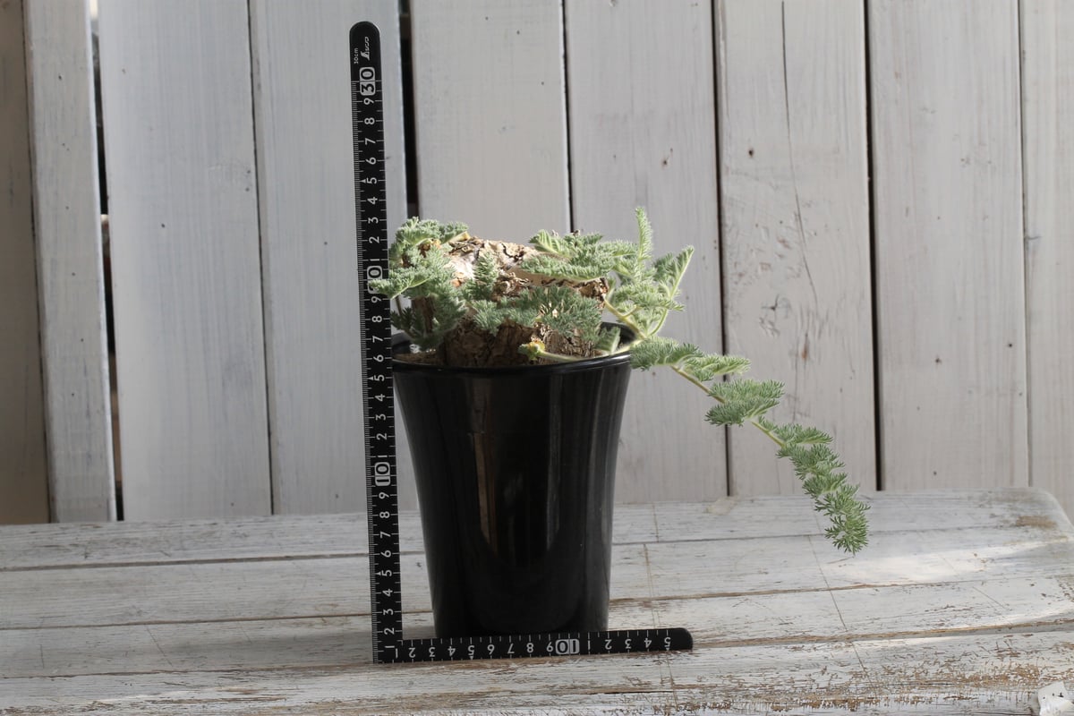 ペラルゴニウム トリステ 現地球 | hanayoshi-botanical